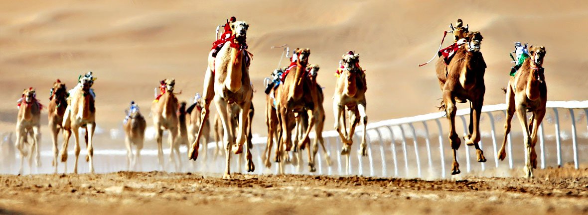 CAMEL RACE ABU DHABI